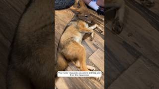 This family rescued a coyote in distress and then this happened animalshorts shortvideo [upl. by Brittni401]