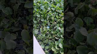 water hyacinth water hyacinths 🪻 farming viralvideo viewbots support bangla [upl. by Eidolem894]