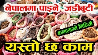 नेपालमा पाइने जडिबुटीकाे यस्ताे छ काम कती छ कमाइ  medicalherbs [upl. by Anilejna735]