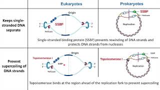 Eukaryotic vs Prokaryotic DNA Replication [upl. by Luci]