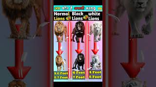 Normal lions Vs white lions Vs Black lions ❓ ll viralshort comparison [upl. by Nappie]