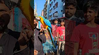 Beautiful macaw bird in mirpur hat macaw parrot birds [upl. by Garek]