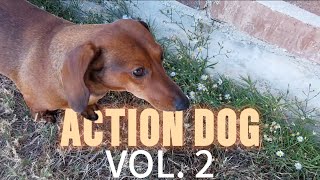 ACTION DOG Volume 2 [upl. by Gaige951]