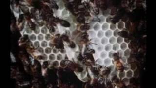 Mathematics of the Honeycomb Part 1 of 2 [upl. by Berlin911]