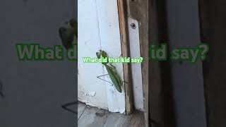 Praying Mantis came to visit to scare the shit out of me [upl. by Koenig]