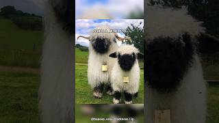 Valais Blacknose  The Cutest Sheep [upl. by Ttihw]