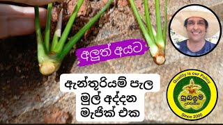 How to develop roots in anthurium shoots 🌿🌸 ඇන්තූරියම් පැල මුල් අද්දන මැජික් එකplants propagation [upl. by Kaia]