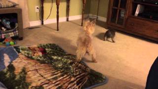 Cairn terriers playing Whiskey amp Charlie [upl. by Gisela]