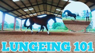 LUNGING YOUR HORSE  tips amp tricks [upl. by Venezia]