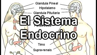 El Sistema Endocrino  Documental de Biología [upl. by Ymmat476]