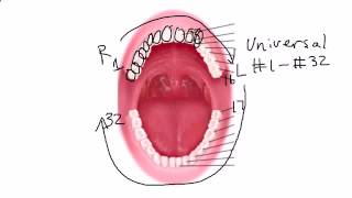 Tooth numbering Video Guide [upl. by Niarda943]