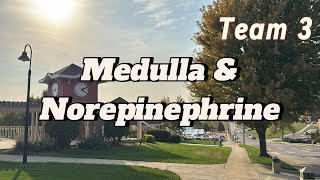 Medulla amp Norepinephrine [upl. by Stock385]