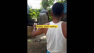 Rubber plant loading karbi anglong [upl. by Harley]