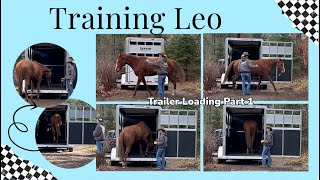 Training OTTB Leo Day 7 Trailer Loading Part 1 [upl. by Premer]