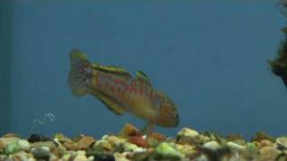 Peacock Goby Tateurndina ocellicauda guarding eggs  for sale at Tyne Valley Aquatics [upl. by Llerrat200]