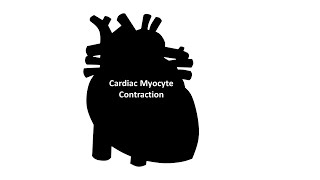 Myocyte contraction [upl. by Hillard]