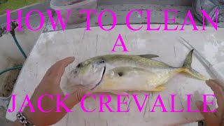 HOW TO CLEAN A JACK CREVALLE [upl. by Avie182]