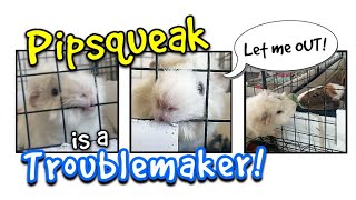 Pipsqueak is a Troublemaker [upl. by Aniham]