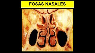 ANATOMÍA ES FÁCIL  FOSAS NASALES EN 5 MINUTOS [upl. by Spancake]