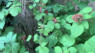 Growing Berries in the Shade [upl. by Eleanore]