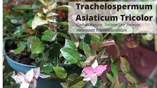 How to Propagate Variegated Asiatic Jasmine and Plant Care Water vs soil propagation HD 1080p [upl. by Jarrid]