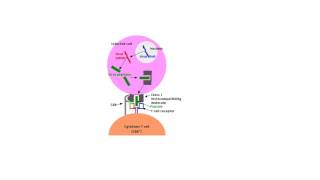 Cytotoxic T Cell Activation Tiny Teach [upl. by Lamej100]