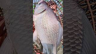 Asian Country Fishing shorts  Amazing Rural Fishing Video 🐟 Best Asian Fishing Technique shorts [upl. by Gerti538]