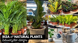 Natural plants in ikea ikea plants natural plants in Ikea Hyderabad by walkinthrough [upl. by Hsirehc953]