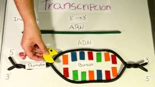 Transcripción del ADN Maduracion ARNm accion inhibidores de transcripcion [upl. by Cybill]