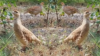 Dakhni teetar Irani teetar Teetar ki awaz Teetar sound Gray francolin voice [upl. by Shelagh]