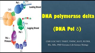 DNA Pol δ  Tamil CSIR NET TNSET GATE  PGTRB BSc MSc PhD [upl. by Urbain]