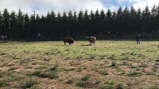 Torneio de Chegas de Bois Montalegre 2018 [upl. by Uahc736]