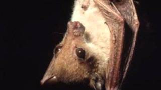 N is for Nendo TubeNosed Fruit Bat [upl. by Eve609]