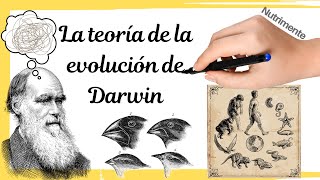 La teoría de la EVOLUCIÓN de DARWIN [upl. by Giulia]