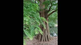 Odcinek 159 Metasekwoja chińska Metasequoia glyptostroboides [upl. by Drawde]