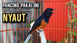 murai batu gacor AMPUH buat PANCINGAN murai batu agar bunyi JADIKAN burung murai gacor EMOSI NYAUT [upl. by Bashemath]