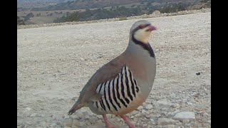 Alectoris Chukar [upl. by Lynad]