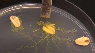 Physarum polycephalum Subculturing on clean agar [upl. by Lunsford]