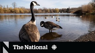 Vancouver looks for ways to manage booming geese population [upl. by Berky]