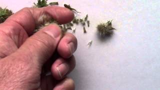 Collecting Gaillardia Seeds AKA Blanket Flowers [upl. by Rondi]