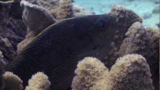 PADI Pro Underwater Cinematography quotNick compositional workquot [upl. by Rene]