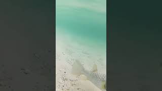 puffer fish vs crab viralvideo beach underwater [upl. by Airuam]