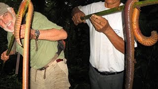 GIANT EARTHWORM DISCOVERED [upl. by Ayr]