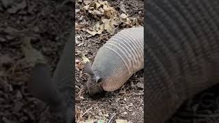 Ninebanded armadilloAnimalview animals viralvideo [upl. by Ashman]