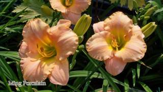 Taglilien  Hemerocallis HD [upl. by Durwin428]