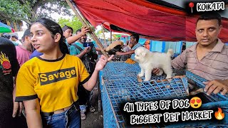 Cheap Price Dog In Kolkata  Gallif Street Pet Market Kolkata  Recent Dog Puppy Price Update  Dogs [upl. by Akirehs540]