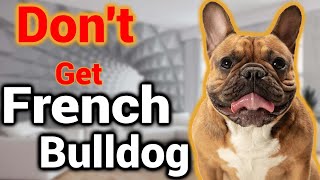 Why You Should Not Get a French Bulldog [upl. by Jezabel]