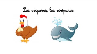 QLM CP Les ovipares les vivipares  activité [upl. by Sampson610]