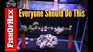 How To Setup A Coral Quarantine Tank  It Saved My 300 Gallon Reef [upl. by Siradal]