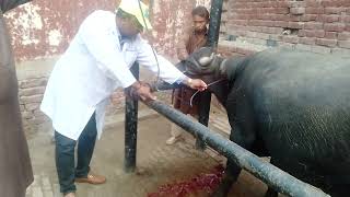 Wound  Irrigator  Odema of Neck  Buffalo Bull  Dr SarfrazurRahman  03219433018 [upl. by Yonita]